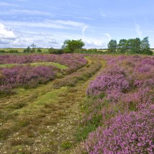Roydon Common Norfolk DM0202