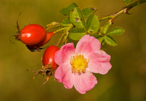 Hedgerow