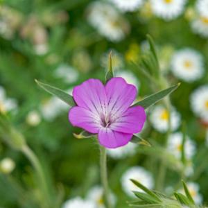 Wild Flower Corncockle DM0292