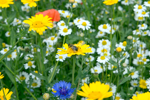 Meadow