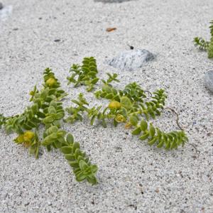 Sea Sandwort, Lewis DM0336
