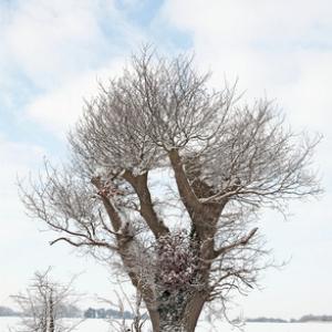 Pollarded Tree DM1471