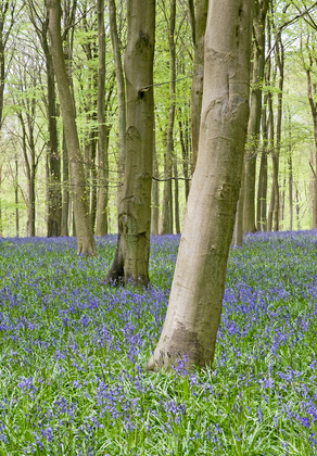 Woodlands