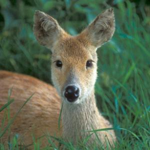 Chinese Water Deer DM0717