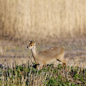 Chinese Water Deer 8