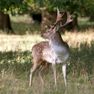 Fallow Deer  Buck DM1589