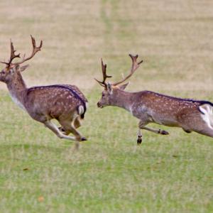 Fallow Deer Bucks Chasing DM1282