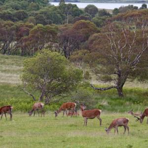 Group of Red Stags in Velvet DM0110