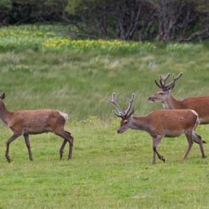 Group of Red Stags in Velvet DM1112