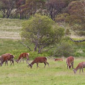 Group of Red Stags in Velvet on Mull DM1110