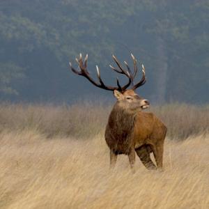 Red Stag