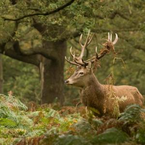 Red  Deer Stag 4 DM0125