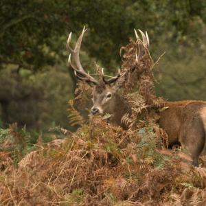 Red  Deer Stag 5 DM0126