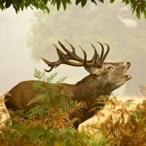 Red  Deer Stag 6 DM0127