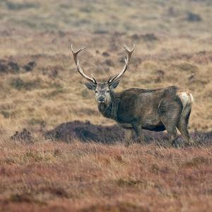 Red Stag Islay 1