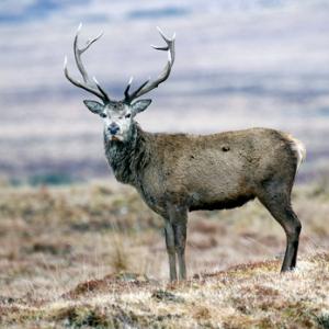 Red Stag  Islay  3  2010
