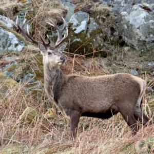 Red Stag  Islay  4  2010