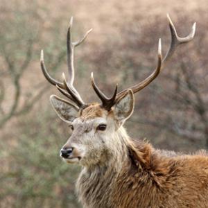 Red Stag  Jura  2  2010