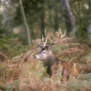 Red Deer Stag DM0667