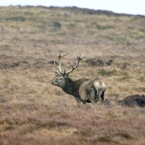 Red Stag, Islay 1