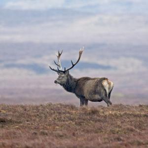 Red Stag, Islay 4