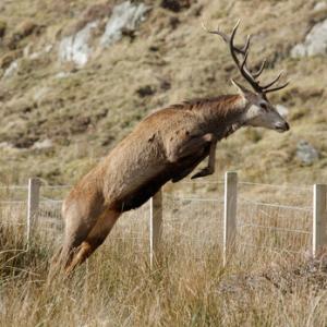 Red Stag Leaping Fence  Jura  1   2010