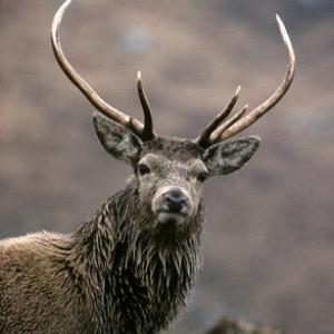 Red Deer Stag Scotland DM0646