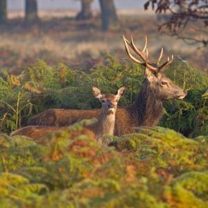 Red Stag and Hind
