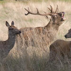 Red Stag and Hinds