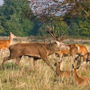 Red Stag and Hinds 2
