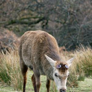 Red Stag Cast Antlers   Islay  2  2010