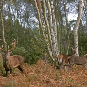 Red Deer Stag with Hinds DM0718