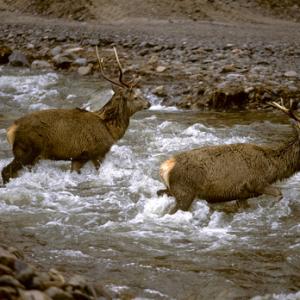 Red Deer Stags  Scotland DM0647