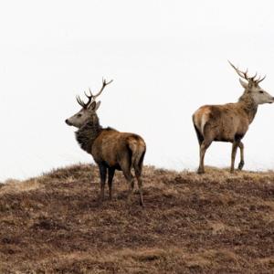 Red Stags  Islay  1  2010