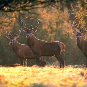 Red Deer Stags DM0716