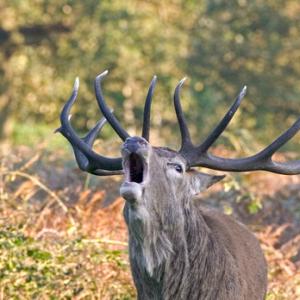Red Stag 4