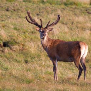 Red Stag in Velvet DM0787