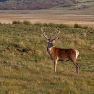 Red Stag in Velvet DM1113