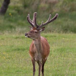 Red Stag in Velvet DM1117