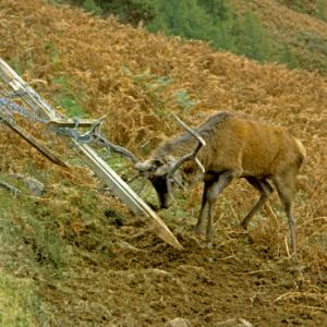 Red Stag in Wire Traped in Fence DM0675