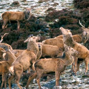 Red Stags Scotland DM0719
