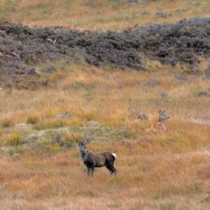  Red Stag and Hinds DM2132