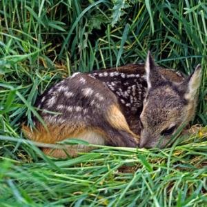British Mammals