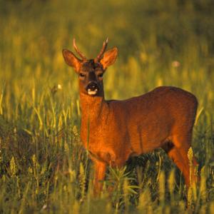 Roe Deer Buck DM0686