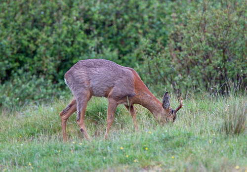 British-Mammals