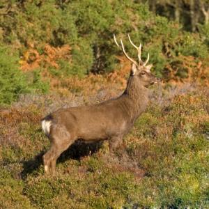 Sika Deer Stag DM0128