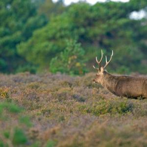 Sika Stag  DM0710