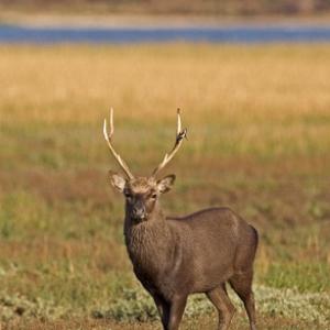 Sika Stag  DM0712