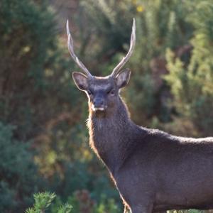 Sika Stag  DM07713
