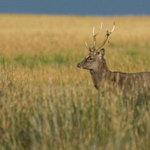 Sika Stag 3
